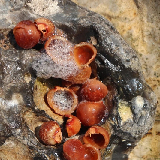 Soapnut Shampoo | Organic Ayurvedic Cleanser